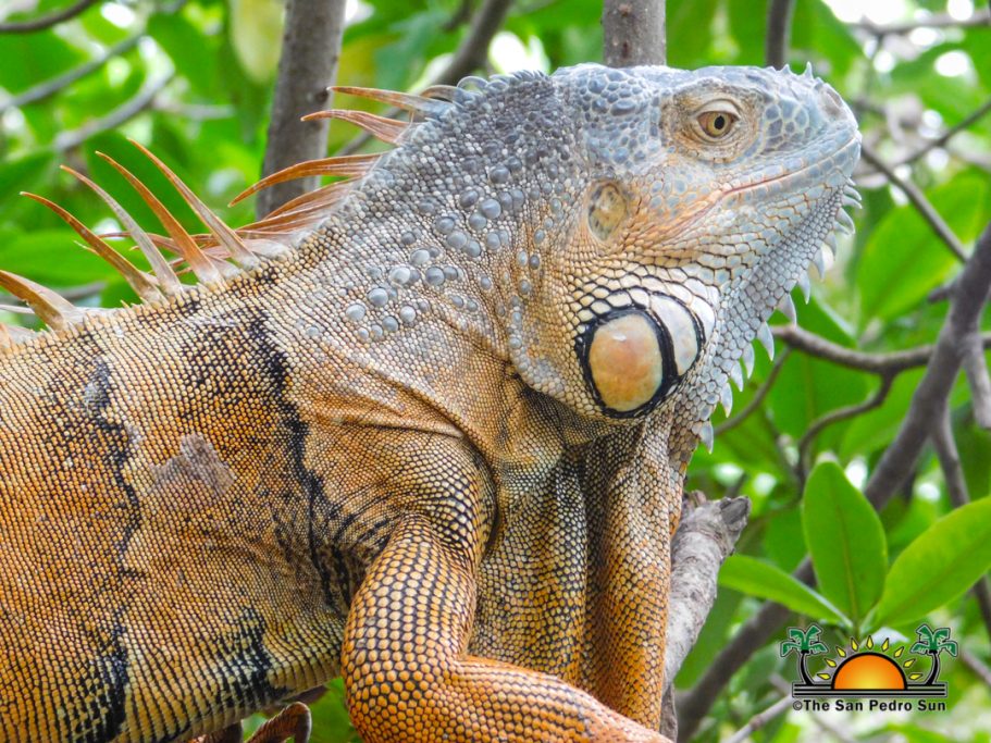 Iguana Eco Corner Sanctuary protecting island iguanas - The San Pedro Sun