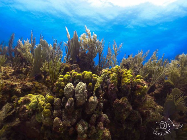 Belize Barrier Reef - Staghorn Coral - Belize Budget Suites