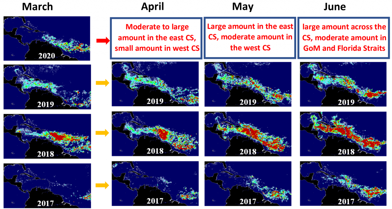 Sargassum slowly washing up on Belizean shores The San Pedro Sun