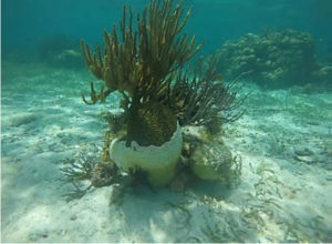 stony coral tissue loss disease