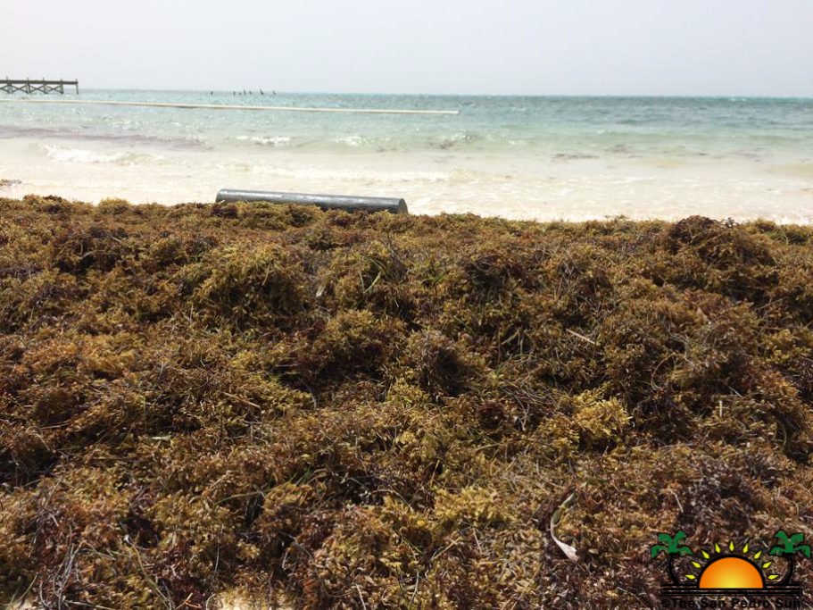 Sargassum influx increasing on Ambergris Caye The San Pedro Sun