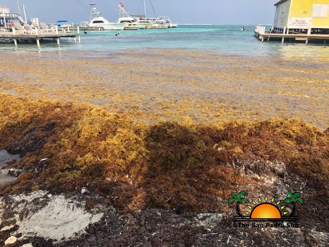 Sargassum surge returns to island beaches - The San Pedro Sun