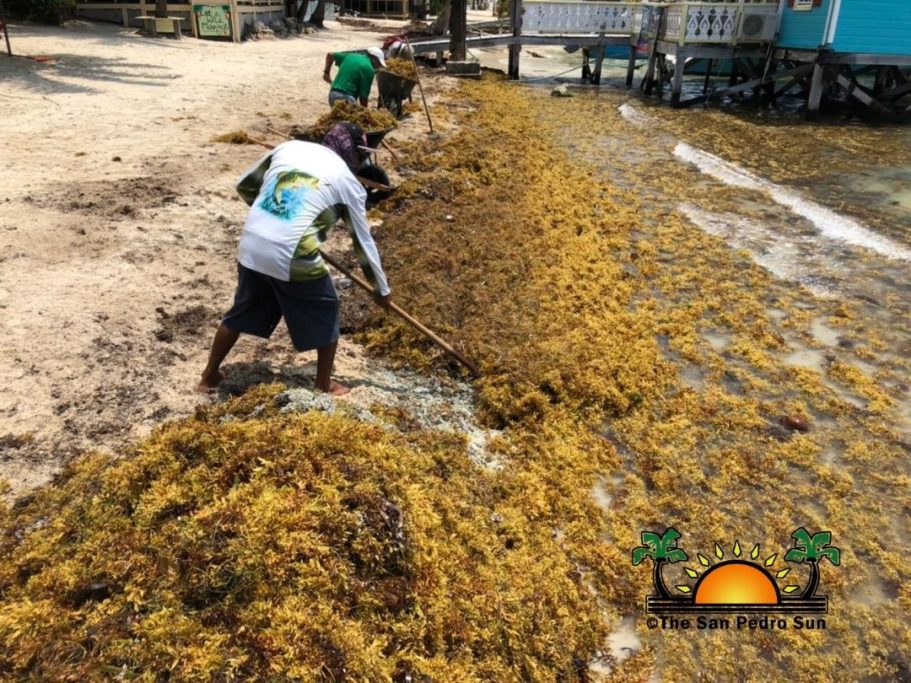 Sargassum surge returns to island beaches - The San Pedro Sun