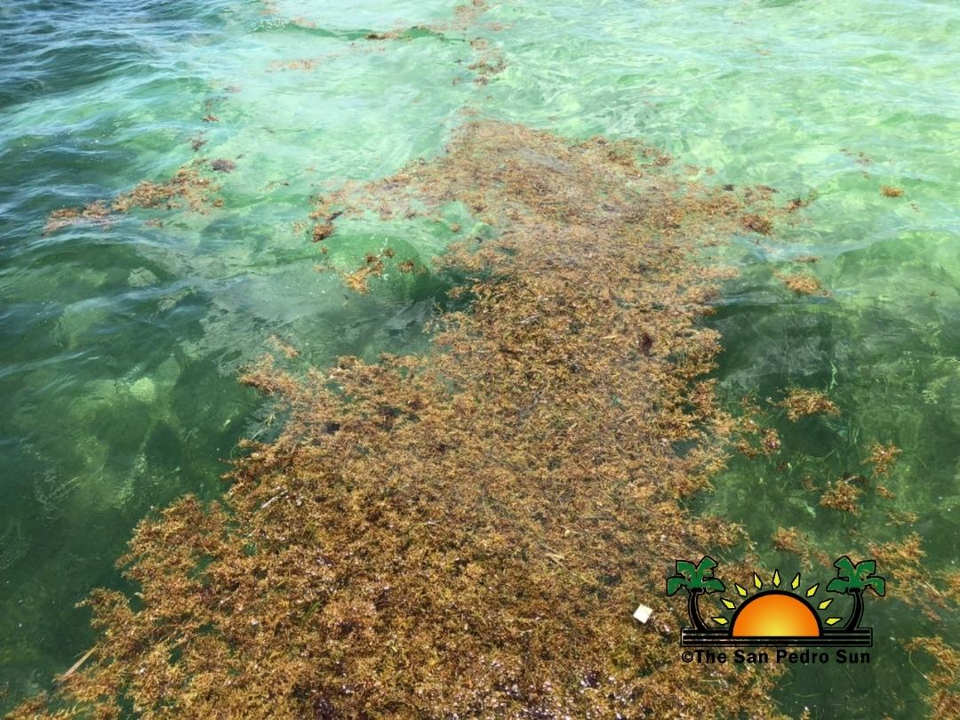 Sargassum surge returns to island beaches - The San Pedro Sun