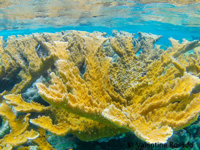 Acropora corals are thriving in Belize yet vanishing from nearby reefs •