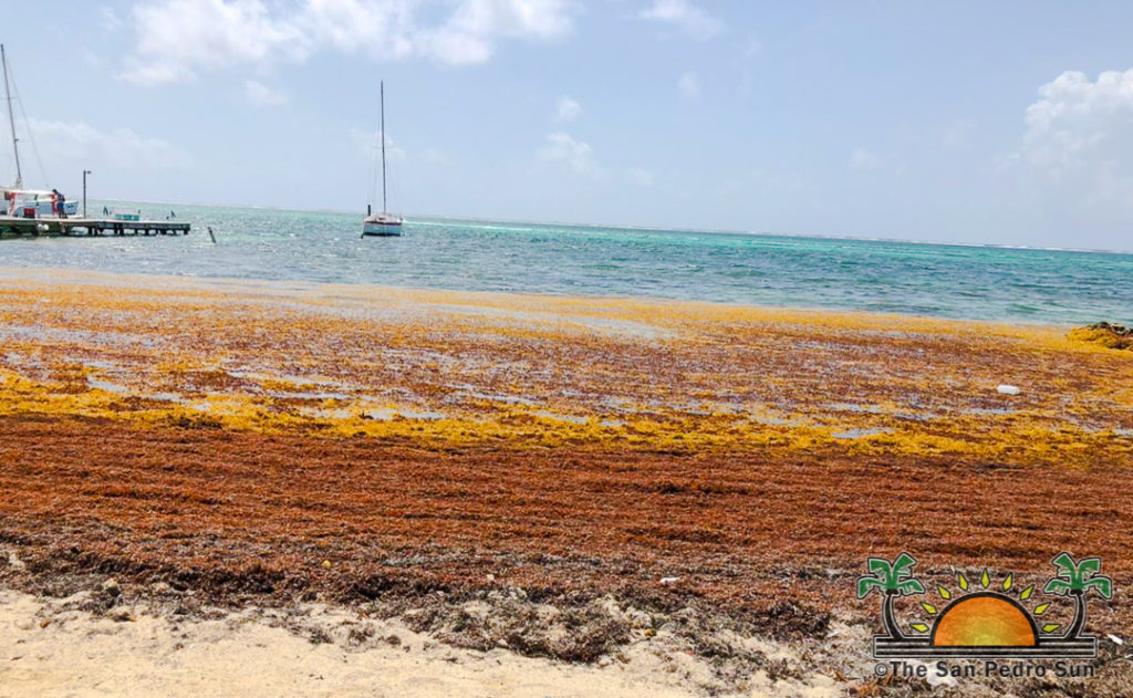 The influx of Sargassum on Ambergris Caye blamed for the death of