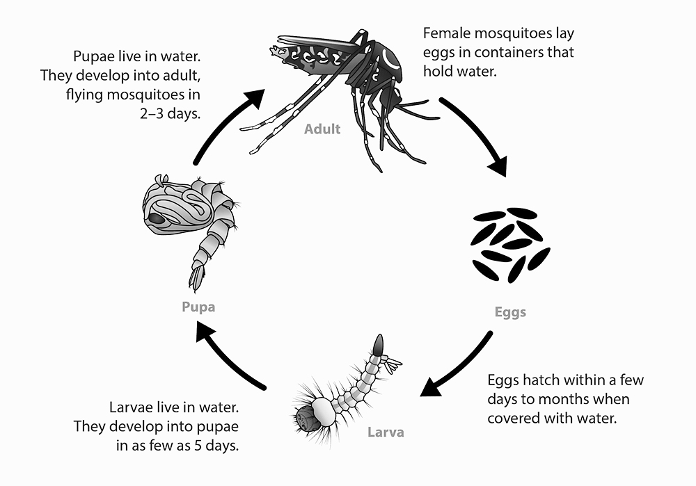 MOHW and SPTC tackling the mosquito situation in San Pedro - The San ...