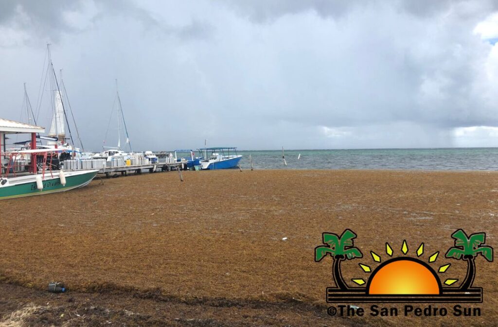 Unexpected influx of Sargassum invades San Pedro beaches The San