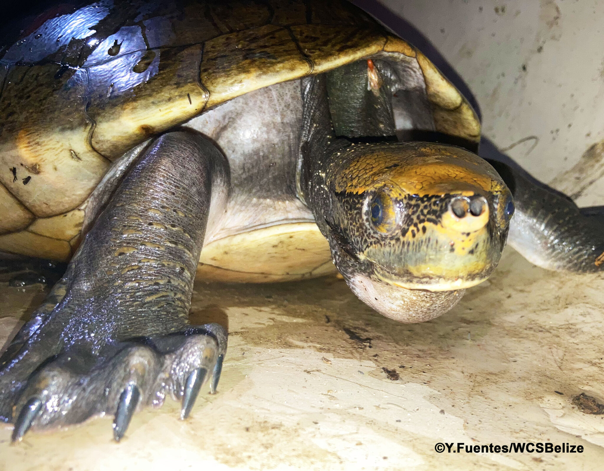 Population Growth of the ‘Hicatee’ Turtle at Cox Lagoon in the Maya ...