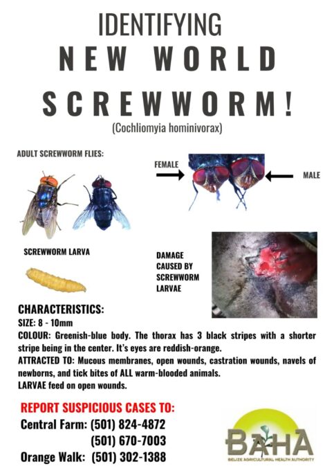 https://cdn.sanpedrosun.com/wp-content/uploads/2024/02/15200053/07-New-World-Screwworm-2-483x683.jpg