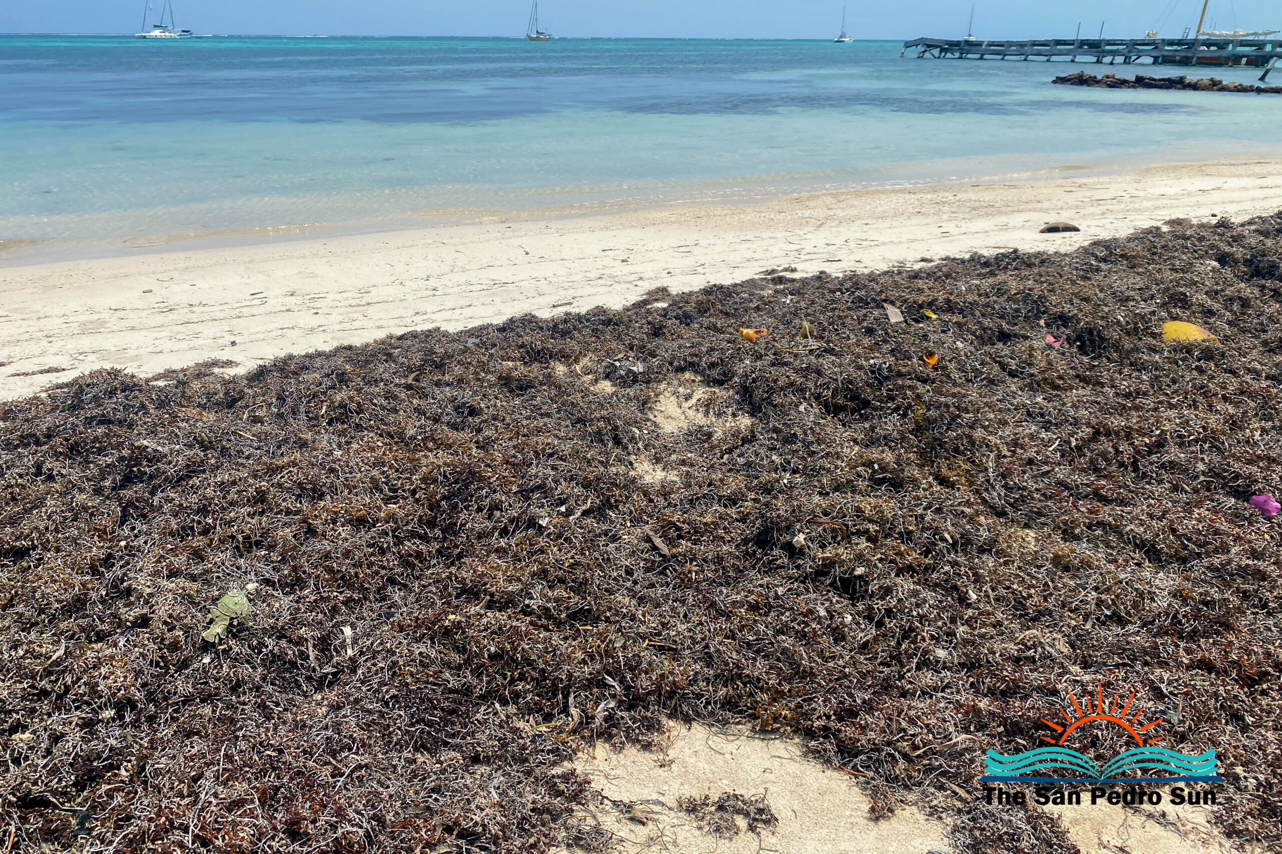 Sargassum influx on Ambergris Caye beaches increases - The San Pedro Sun