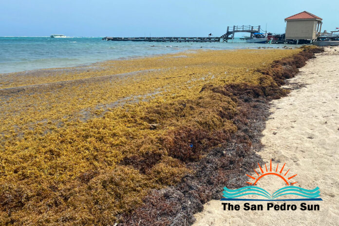 SPTC activates a response to tackling the heavy influx of sargassum-2