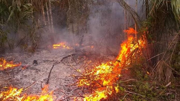 Wildfires-Audubon Society