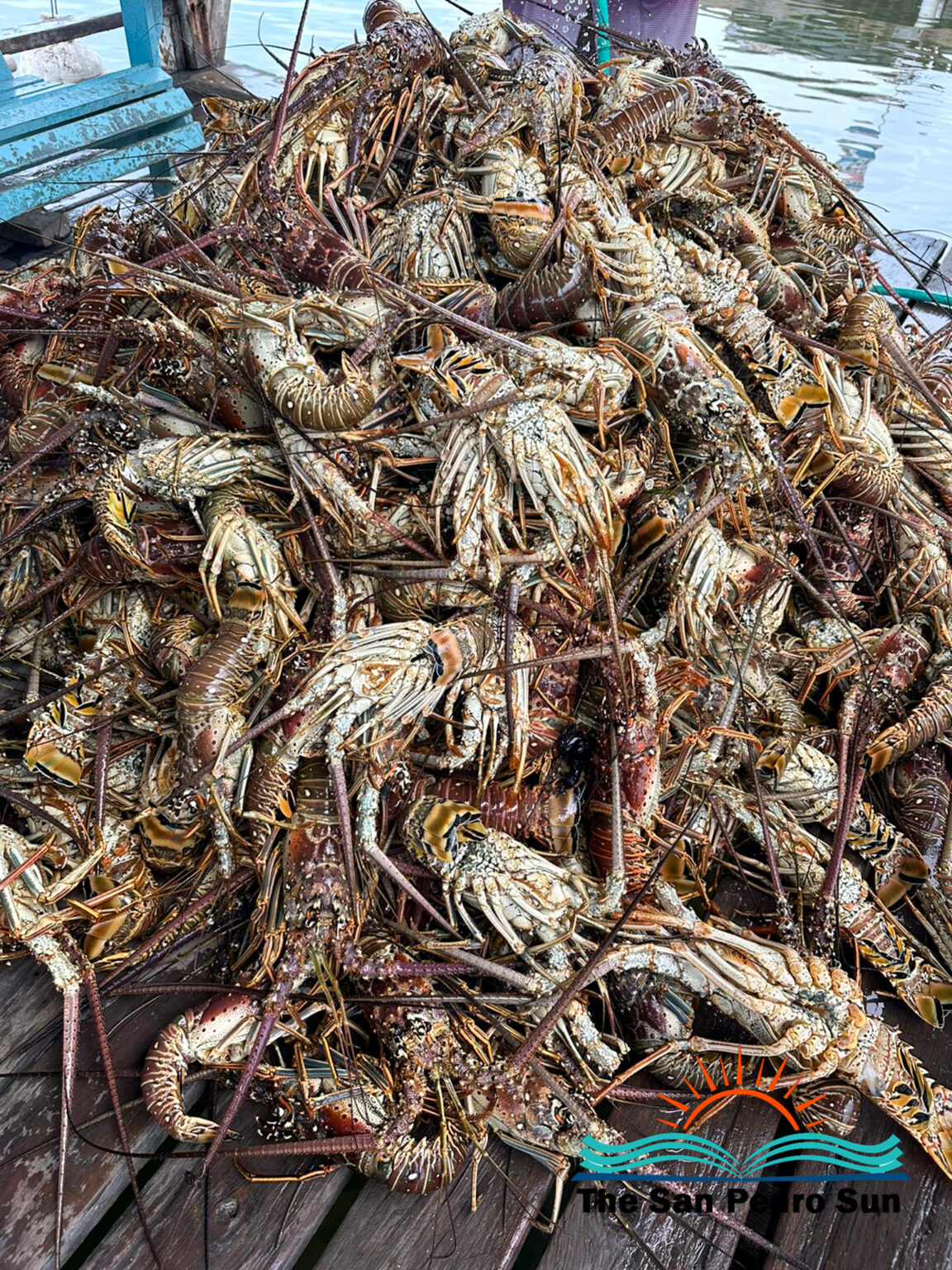 Fishermen welcome lobster season; Hurricane Beryl causes concern - The ...