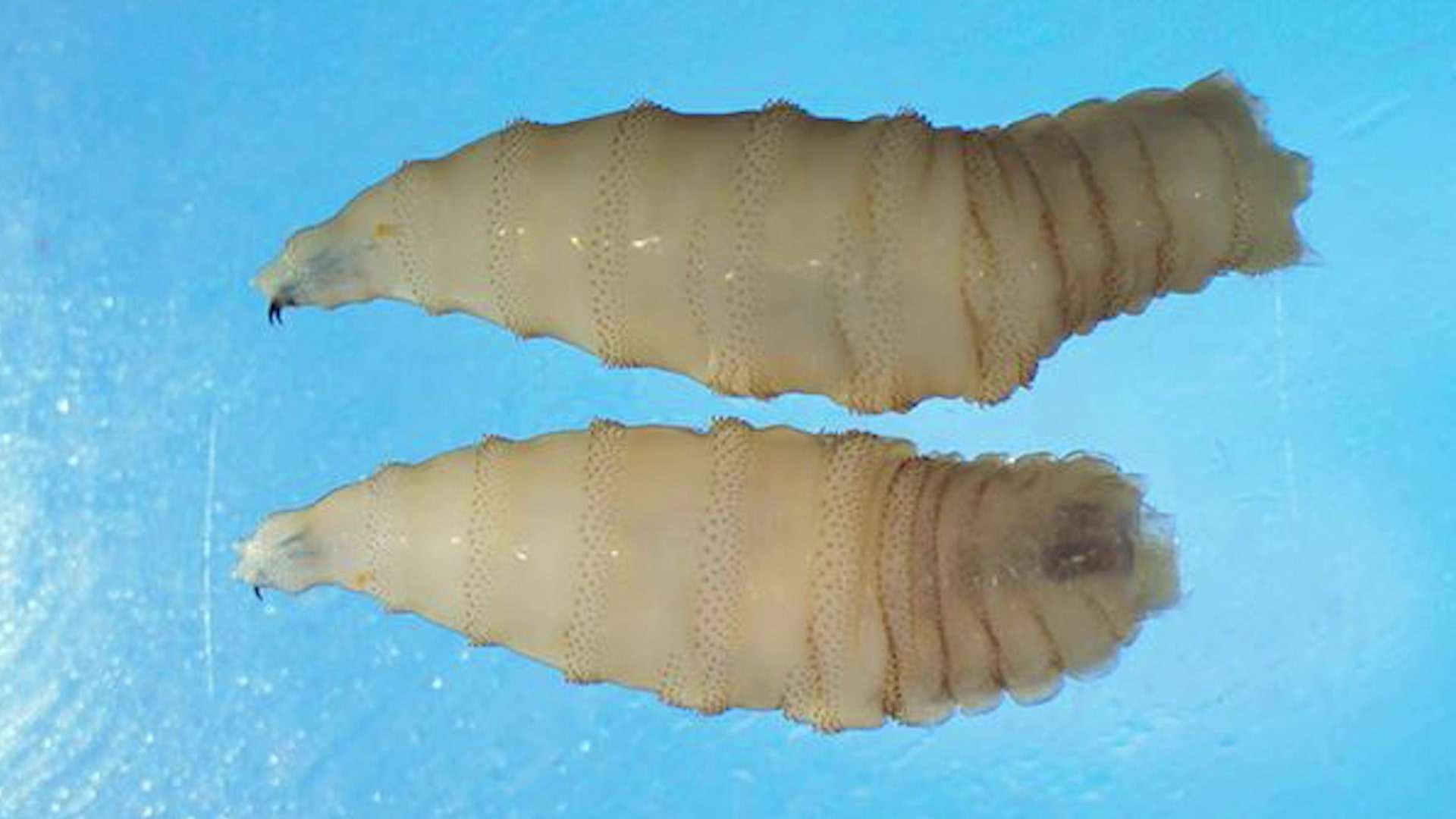MoHW Confirms First Human Case of New World Screwworm in Belize