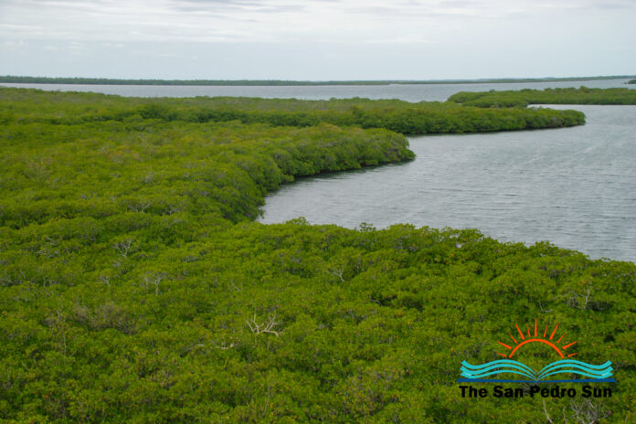 Preserving mangroves is essential for the recruitment of juvenile fish-1