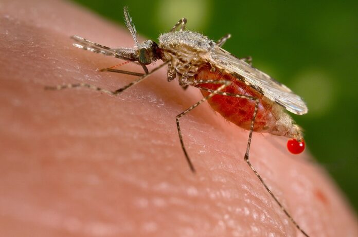 MOHW Cautions the Public on the Local Transmission of Malaria in Belize After Six Years