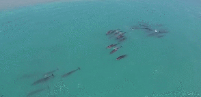 False killer whales near Drown Caye make it to deep sea without incident (2)