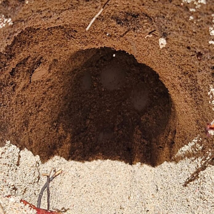 19 Sea turtle Nesting Season 2025 (2)