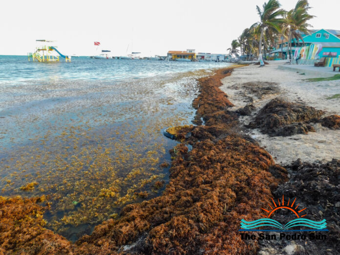 Sargassum overwhelming Ambergris Caye’s coasts-1