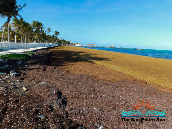 Sargassum Red Code Reactivated in San Pedro-3