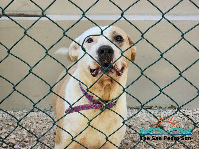 SAGA Humane Society to Host Open Day for Adoption and Fostering-7