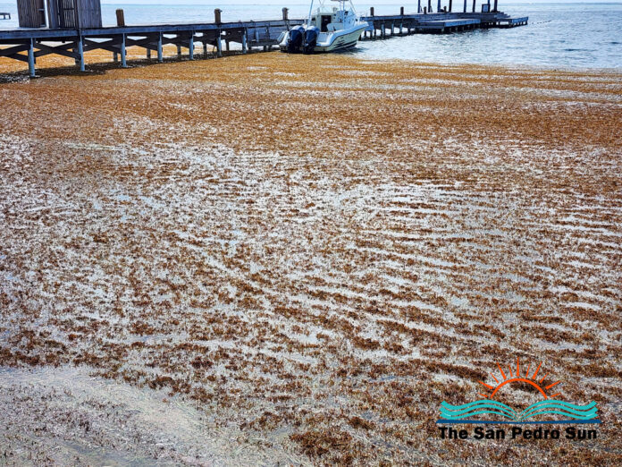 Sargassum Surge in San Pedro Raises Public Health Concerns-2