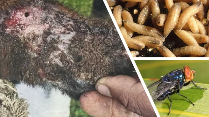 New World Screwworm Cases Detected in Humans in Belize