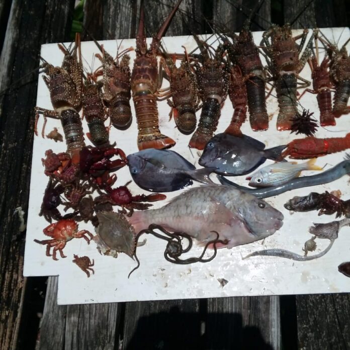 Marine Life Crisis at Belize Barrier Reef Amid Record Sargassum Influx (1)