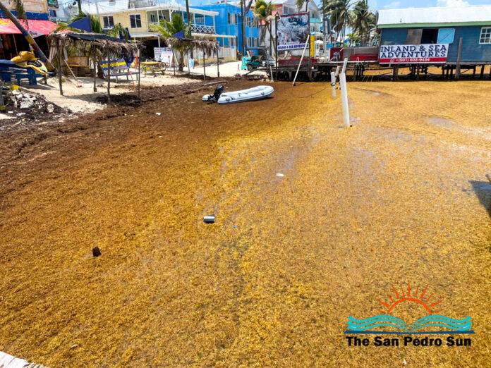 Escalating Sargassum Crisis Affecting Both Economy and Environment-5