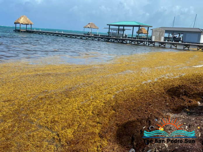 San Pedro Businesses Struggle Amid Record Sargassum Influx-1