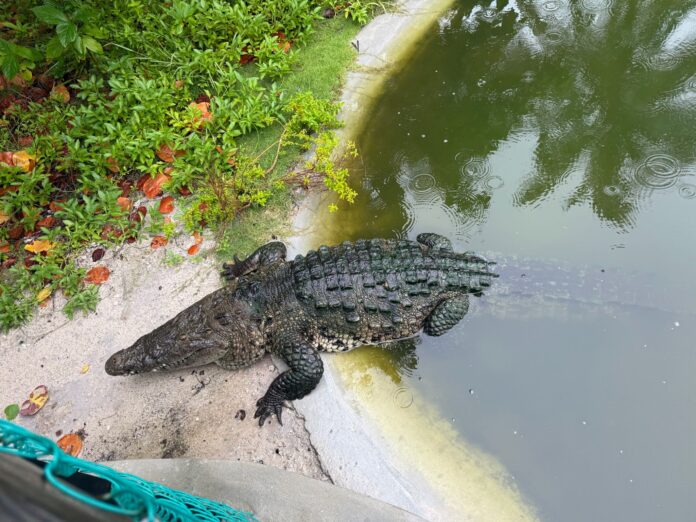 Rescued Crocodile ‘Phineas’ Becomes ACES Sanctuary Star (6)
